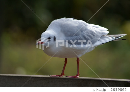 これでも怒っているのです・・・ 2059062