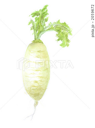 辛味大根 2059672