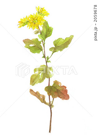 寒菊 2059678
