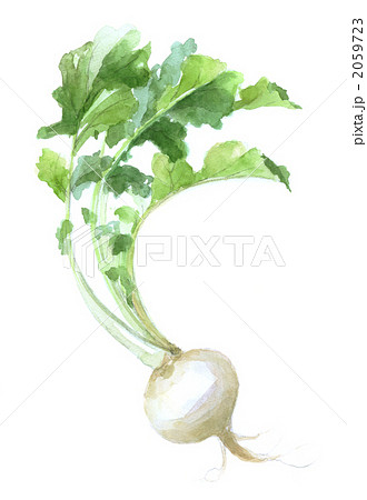 天王寺蕪 2059723