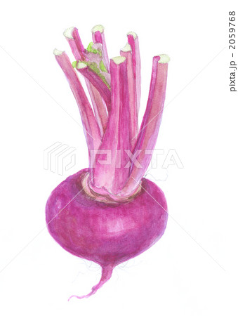 赤かぶら 2059768