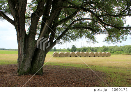 豊頃町のハルニレと牧草ロール　３ 2060172