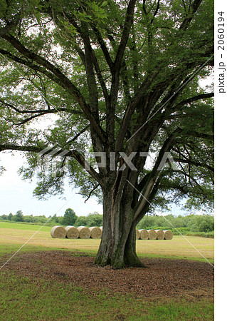 豊頃町のハルニレと牧草ロール 4 豊頃町のハルニレと牧草ロール 4 2060194