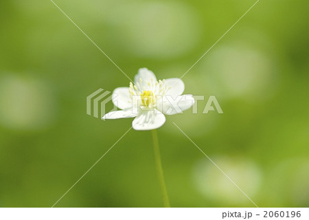 ニリンソウ 2060196