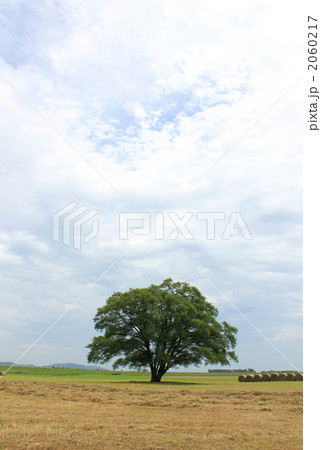 豊頃町のハルニレ 1 2060217