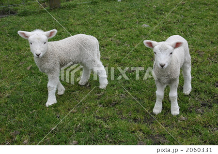 ２匹の子羊 2060331
