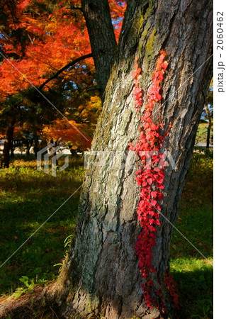 紅葉蔦 2060462