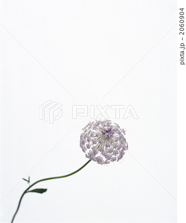 レースフラワー 2060904