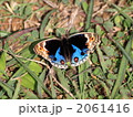 アオタテハモドキ 2061416