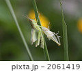 脱皮直後のバッタ 2061419