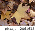 落ち葉（モミジバフウ） 2061638