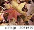 落ち葉（モミジバフウ） 2061640
