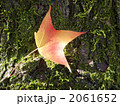 赤い葉 2061652