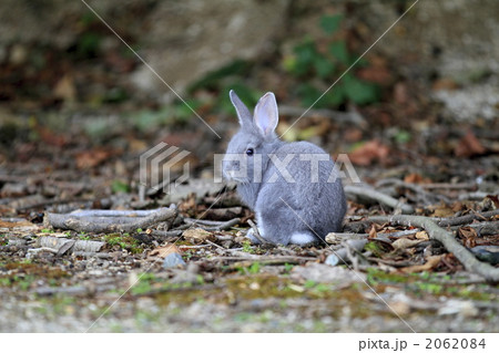 ふわふわ仔うさぎ 2062084