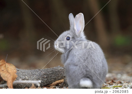 ふわふわ仔うさぎ 2062085