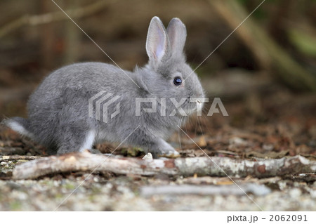 ふわふわ仔うさぎ 2062091