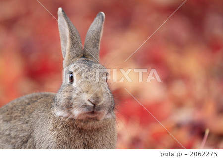 落葉の絨毯とうさぎ 落葉の絨毯とうさぎ 2062275