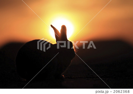 夕暮れのうさぎ 夕暮れのうさぎ 2062368
