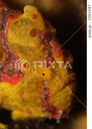 イロカエルアンコウ イロカエルアンコウ 2063087