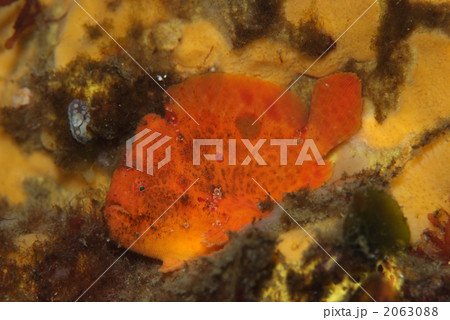 ベニカエルアンコウ ベニカエルアンコウ 2063088