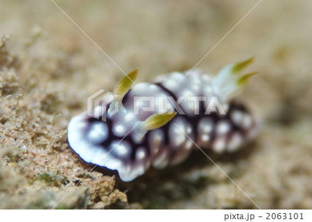 キカモヨウウミウシ キカモヨウウミウシ 2063101