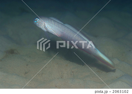 タンザクハゼ タンザクハゼ 2063102