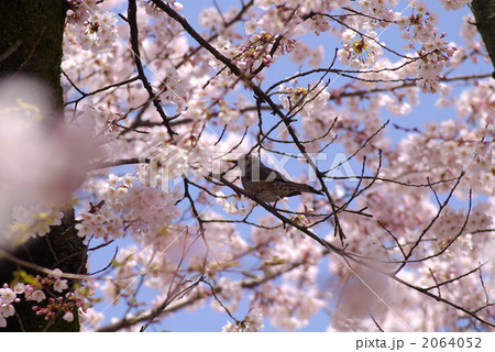 桜と小鳥 2064052