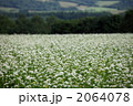 2064078