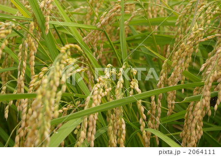 稲穂 2064111
