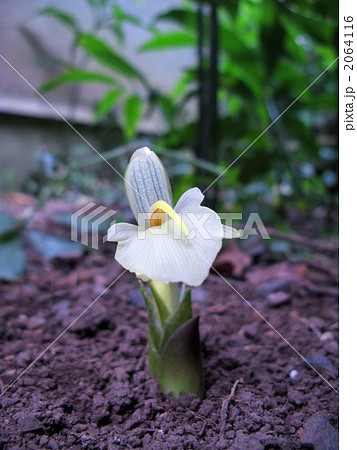 ミョウガの花のコピースペース (正面) 2064116