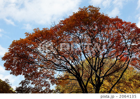 六義園のハゼの木の紅葉の写真素材