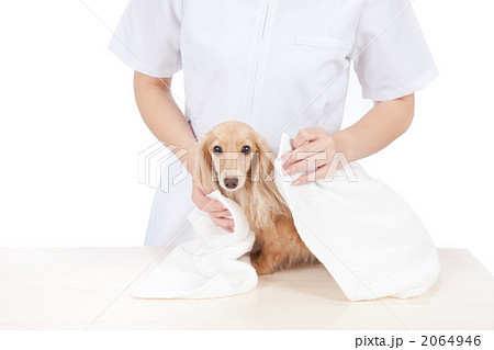 ペットトリマー 2064946