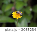 ミツバチ 2065234