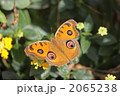 タテハモドキ 2065238