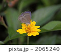 ヤマトシジミ 2065240