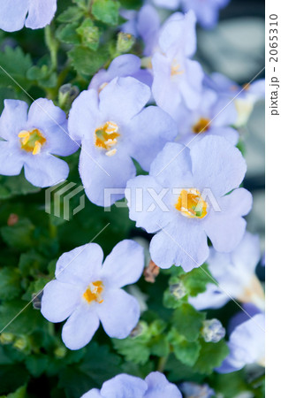 バゴパ コピア バゴパ コピア 2065310