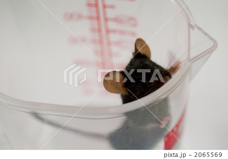 マウス マウス 2065569