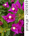 ブーゲンビレア 2065639