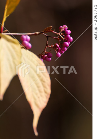 ムラサキシキブの実と葉 2065731