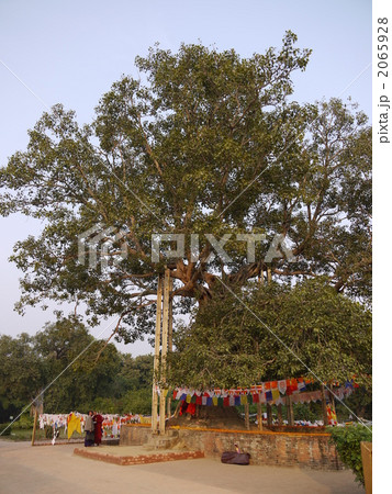 インド：祇園精舎　アーナンダの菩提樹 2065928