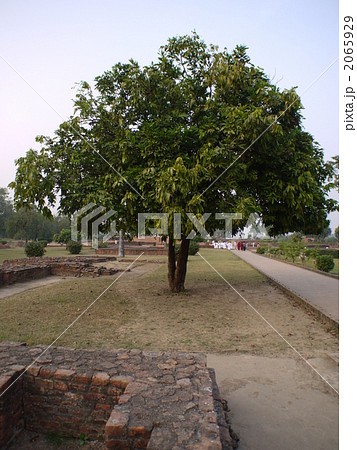インド:祇園精舎 無量樹 インド:祇園精舎 無量樹 2065929