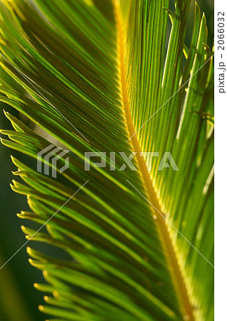 ソテツ ソテツ 2066032