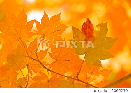 紅葉の枝 2066230