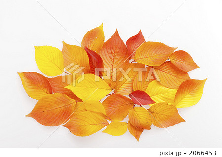 白背景の紅葉テクスチャ 白背景の紅葉テクスチャ 2066453