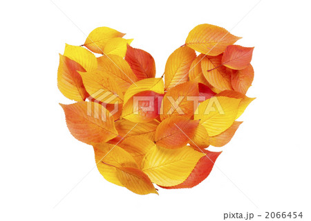 白背景のハートの落葉 2066454