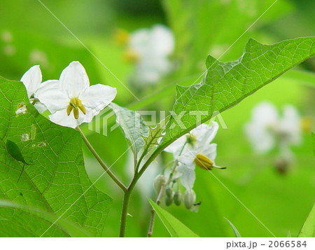 07月 ワルナスビ・ナス科02 07月 ワルナスビ・ナス科02 2066584