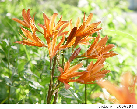 08月 キツネノカミソリ・ヒガンバナ科28 08月 キツネノカミソリ・ヒガンバナ科28 2066594