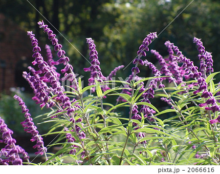10月　アメジストセージ・シソ科19 2066616