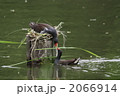 水鳥の巣作り 2066914