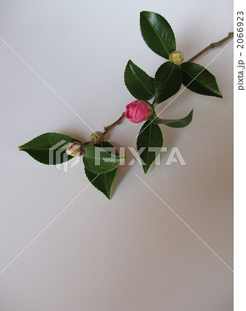 山茶花のつぼみ 山茶花のつぼみ 2066923